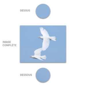 Tube - Inde - Modèle 20 - Colombes - 2